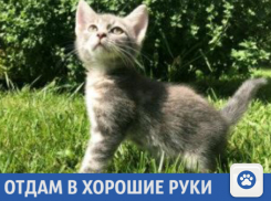 Красивый котенок ищет новых хозяев в Краснодаре
