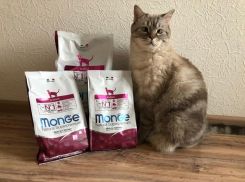 Санкции против кошек и собак: ажиотаж в зоомагазинах Краснодара