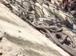 Клубок змей выполз на одну из набережных в Краснодаре 