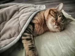 Неделя начнется с заморозков: до -1 опустится температура воздуха в Краснодарском крае