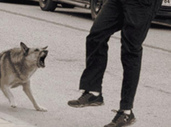 Бродячие собаки покусали возле парка «Краснодар» мужчину и девочку