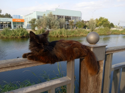 «Столько бездомных кошек я еще не видела»: краснодарка поделилась впечатлением об отдыхе в Анапе