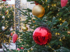  Жителям Кубани рассказали, как правильно выбрать елку к Новому году 