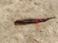 Загадочное существо нашли в Краснодаре: видео