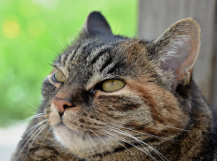 Коротко о погоде на Кубани: ливень, гроза, град, ветер 