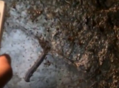  В Сочи по улицам города побежали полчища тараканов 