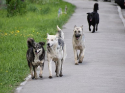 В Краснодаре одичавшие псы набросились на девочку и мужчину