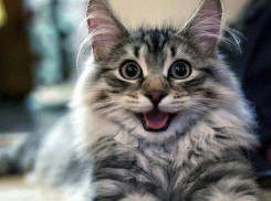 Дождливый циклон частично покинул Краснодарский край