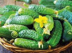 Зузана F1 – двойной урожай пупырчатых корнишонов за максимально короткое время