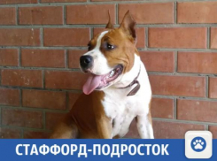 В Краснодаре продается стаффорд-подросток шоу-класса