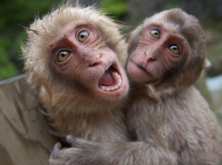 В Сочи обсудят результаты экспериментов над приматами