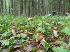 В ночном лесу под Анапой потерялись бабушка с дочкой и двумя внуками 