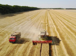 Чем обусловлена высокая урожайность зерна в Краснодарском крае 