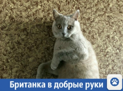 В добрые руки отдают краснодарскую британку