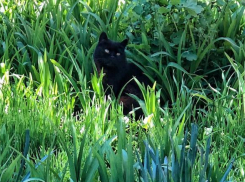 Ночью до -2 градусов, днем до +17 градусов ожидается на Кубани 