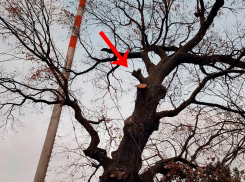 Дуб-старожил не пережил строительство нового дома в Краснодаре