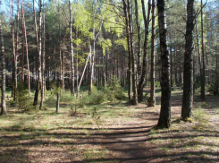  На сохранение лесов Кубани потратят около миллиарда рублей 