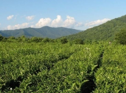 Кубанские производители чая и кофе подняли цены еще до наступления 2015 года