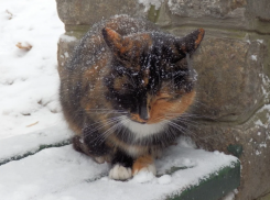 Снежно и морозно будет на Кубани