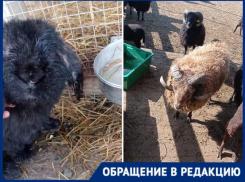 «Измученные жарой животные под гнетом толп»: ферма альпак в Горячем Ключе шокировала краснодарку 