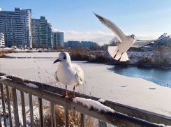 Важное в Краснодаре 1 января: отмечаем День похмелья, бьем посуду и следим за прохожими