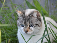 Над Краснодаром прогнозируют облака