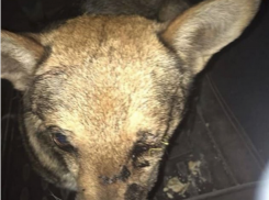  Житель Гулькевичей утопил щенят, а потом выбил глаз у их матери 