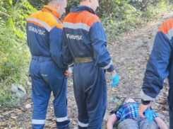 Оса едва не убила жительницу Краснодарского края