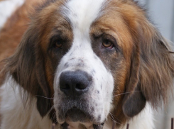 В Сочи огромная собака насмерть загрызла женщину