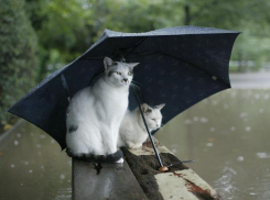 Погода в Краснодарском крае продолжает удивлять