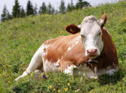 Многодетная семья получила корову в подарок от мэра Новороссийска