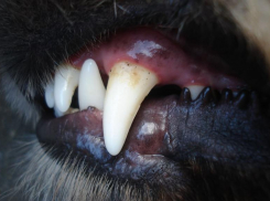 В военном музее Темрюка посетители забрались на танк и спаслись от разъяренных зверей