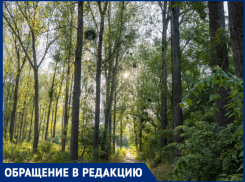 Подлесок в Краснодарском лесопарке превратили в труху