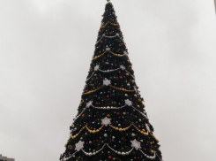  В Краснодаре открыли главную елку города 