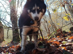 Браконьеры перепутали хаски с волком и убили его на границе с Адыгеей 