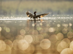 В администрации Кубани опровергли массовую гибель птиц в Краснодаре 