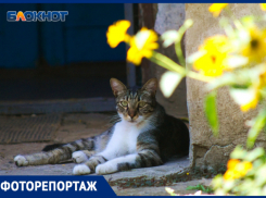 Кубанский Стамбул, или где в Краснодаре живут коты