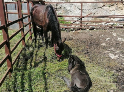  «Умирают по три коня в год»: зоозащитники Адыгеи бьют тревогу