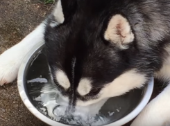 Хаски научилась пускать пузыри и стала звездой интернета