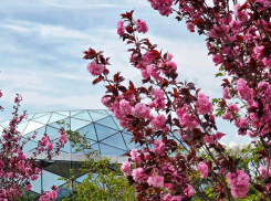 Новая очередь парка Галицкого утопает в цветах сакуры 