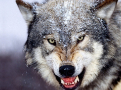 На Кубани стая волков загрызла 11 овец