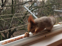 Ворующая орехи у краснодарки белка попала на видео