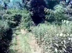  Всесвятское кладбище в центре Краснодара заросло двухметровой травой 