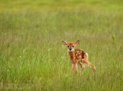 В зоопарке Сочи родился олененок 
