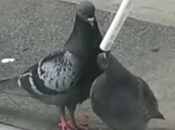 Краснодарцы пожалели голубей, пьющих из водотока