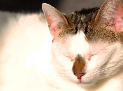 На Кубани солнечно и тепло, местами пройдут кратковременные дожди с грозами