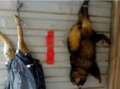 Полиция проверит информацию о жестоком убийстве собаки и енота в Краснодаре