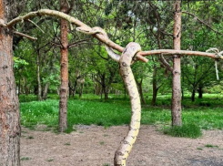 Краснодарцы встретили огромную змею в Рождественском парке ЮМР