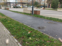 На бульваре около школы в ЮМР Краснодара разбросали останки свиньи