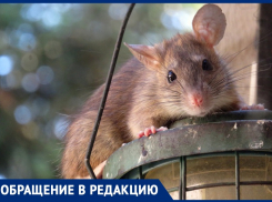 Атаковавшие две улицы огромные крысы попали на видео в Краснодаре